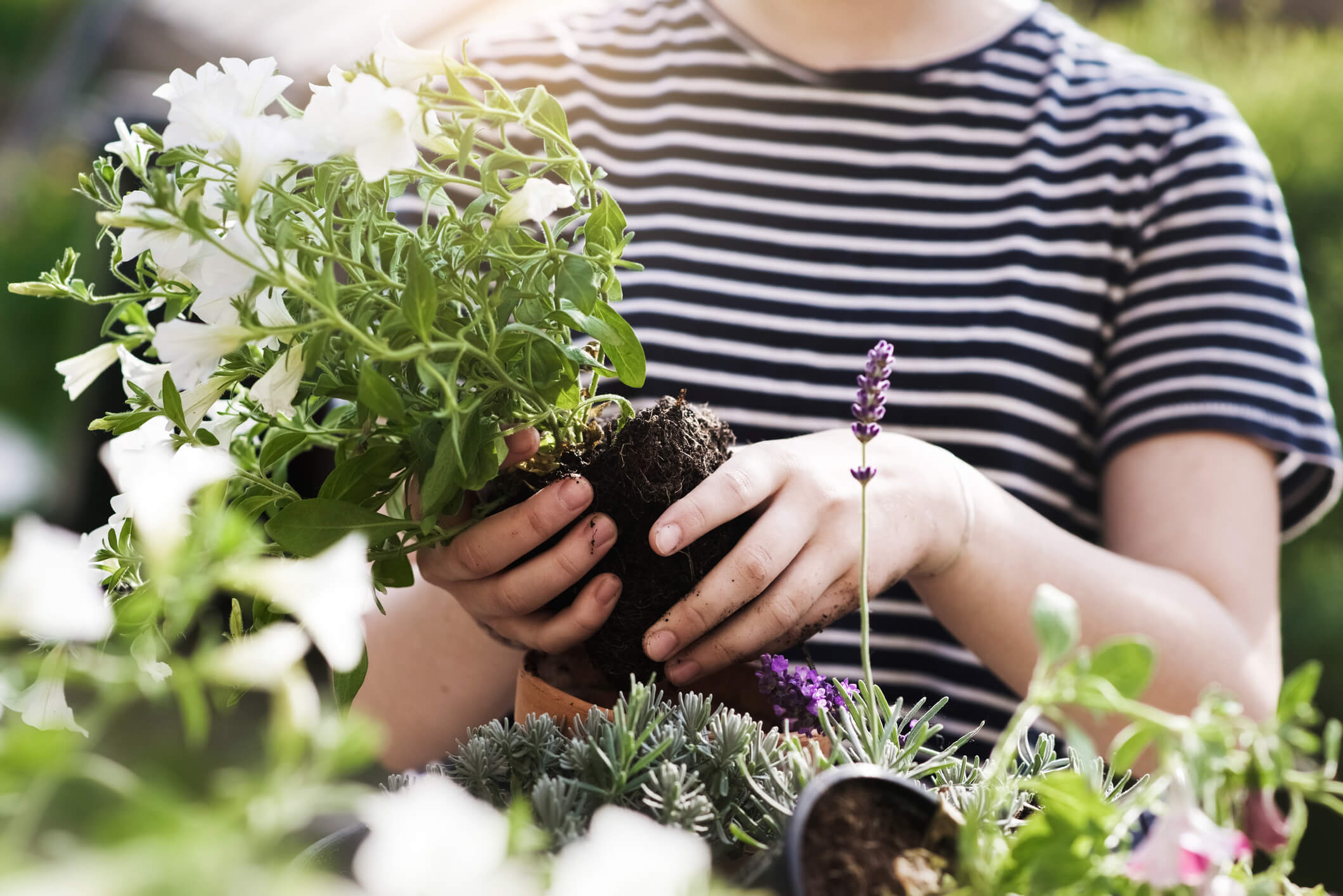 how to care for plants in summer