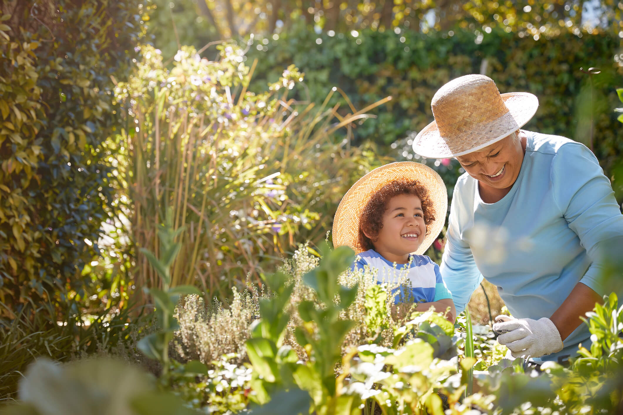 how to care for plants in summer