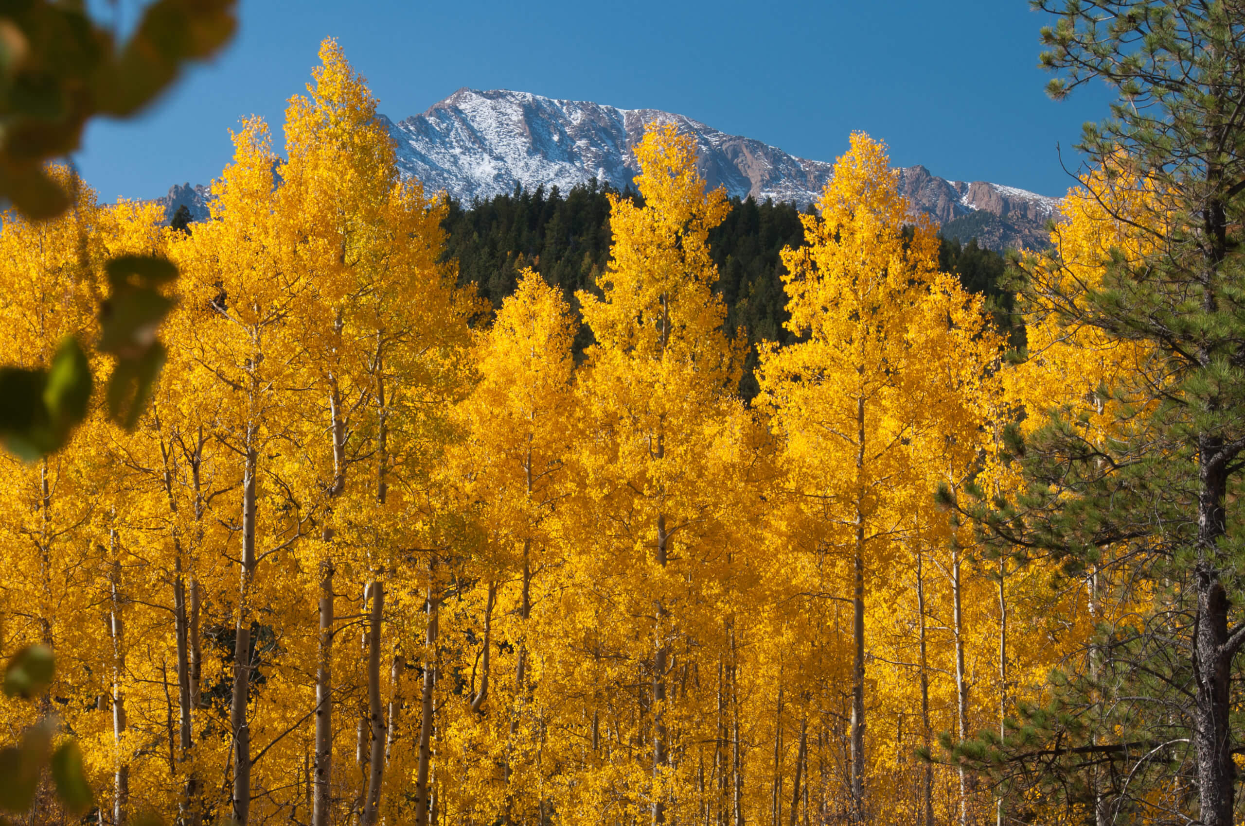 Colorado Fall Foliage