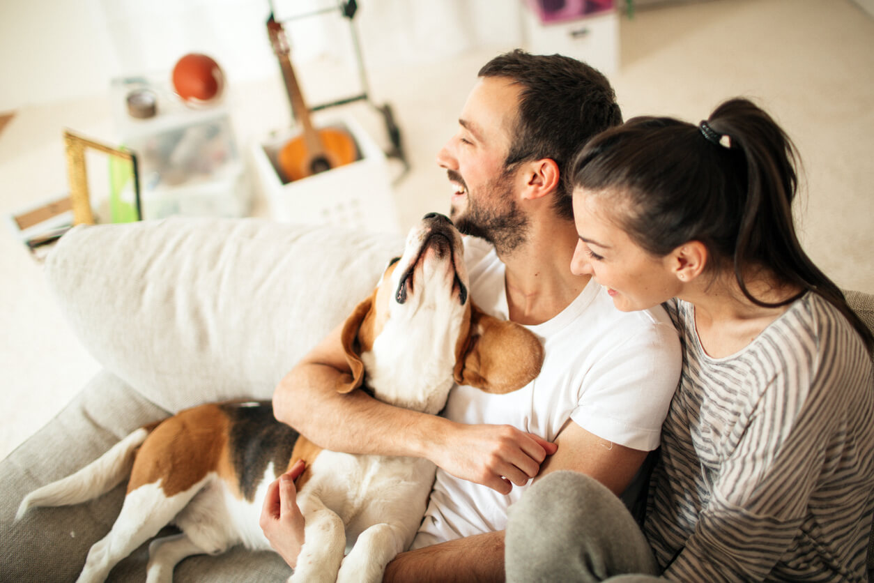 Couple and dog enjoying time together at home on couch